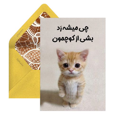 گربه شرک