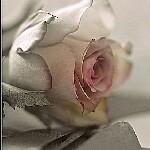 ❥Narges
