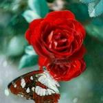 گل رز🌹
