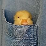 🦆
